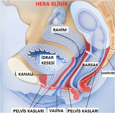 Hera İdrar Kesesi