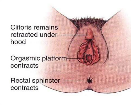 Orgazm Nedir?